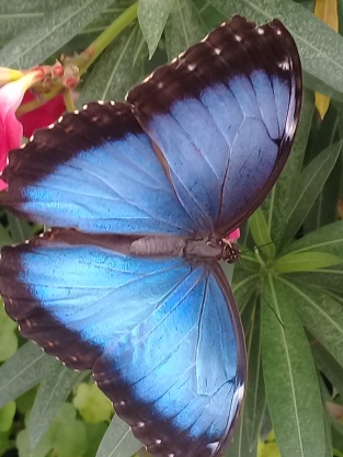bluebutterfly,vinneve foto